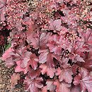 Heuchera Galaxy