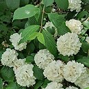 Viburnum plicatum Thunberg's Original