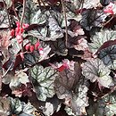 Heuchera Glitter