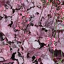 Heuchera Grape Soda