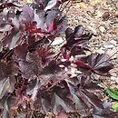 Heuchera LITTLE CUTIE Coco