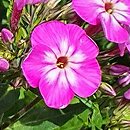 Phlox paniculata Flame Pro Violet Charm