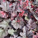 Heuchera Milan