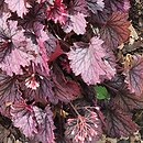 Heuchera Frosted Velvet