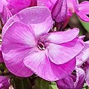 Phlox paniculata Peacock Lavender Tricolor