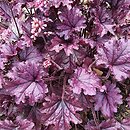 Heuchera FOREVER Purple