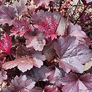 Heuchera Gotham