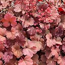 Heuchera Cherry Soda