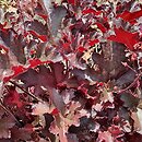 Heuchera Midnight Ruffles