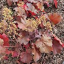 Heuchera LITTLE CUTIE Blondie