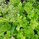 Heuchera Lime Marmalade