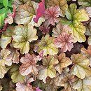 Heuchera World Caffe Romano