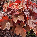 Heuchera Rio