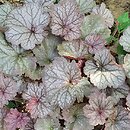 Heuchera Northern Exposure Silver