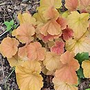 Heuchera Northern Exposure Amber