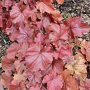 Heuchera Northern Exposure Red