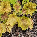 Heuchera Delta Dawn