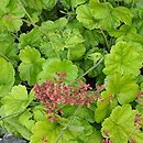 Heuchera THNEUNEL