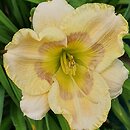 Hemerocallis ×hybrida Bridgeton Bonus