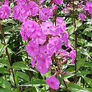 Phlox maculata Rosalinde