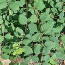 Symphoricarpos Arvid