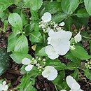 Hydrangea Runaway Bride Snow White