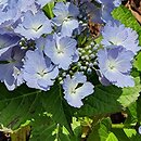 Hydrangea macrophylla Angel Wings