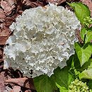 Hydrangea macrophylla White Caps