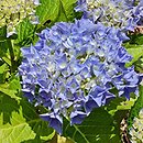 Hydrangea macrophylla Blue Ballad