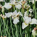 Iris sibirica Bridal Jig