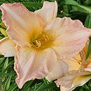 Hemerocallis ×hybrida Dawn Time