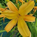 Hemerocallis ×hybrida Wau-bun