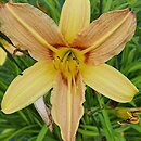 Hemerocallis ×hybrida Symphony