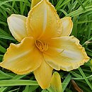 Hemerocallis ×hybrida Golden Firefly