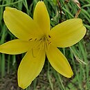 Hemerocallis minor (liliowiec mniejszy)