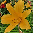 Hemerocallis esculenta (liliowiec jadalny)