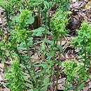 Athyrium filix-femina Grandiceps