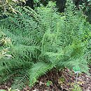 Athyrium filix-femina Fieldiae Capitatum