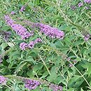 Buddleja Lilac Chip