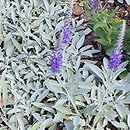 Veronica spicata ssp. incana Silberteppich