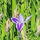 Iris laevigata Colchesterensis