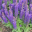 Salvia nemorosa Sensation Compact Deep Blue