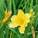 Hemerocallis ×hybrida Making My Rounds