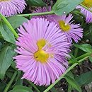 Erigeron Pink Jewel