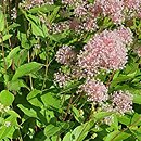 Ceanothus ×pallidus Marie Simon