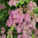 Spiraea japonica Dart's Red