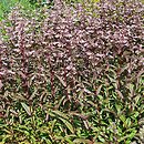 Penstemon Dark Towers