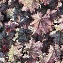 Heuchera Amethyst Myst