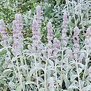 Stachys byzantina Silver Carpet