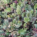 Heuchera Ebony and Ivory